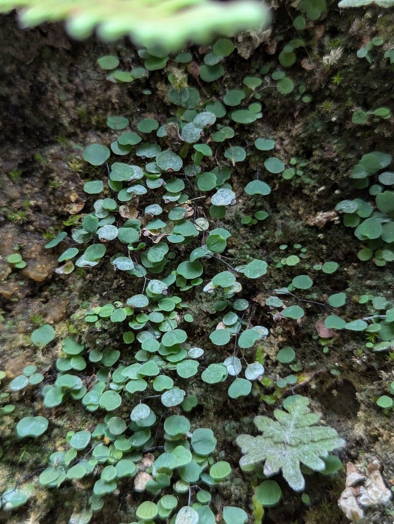 Adiantum gravesii photo 7
