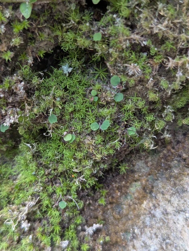 Adiantum gravesii photo 8