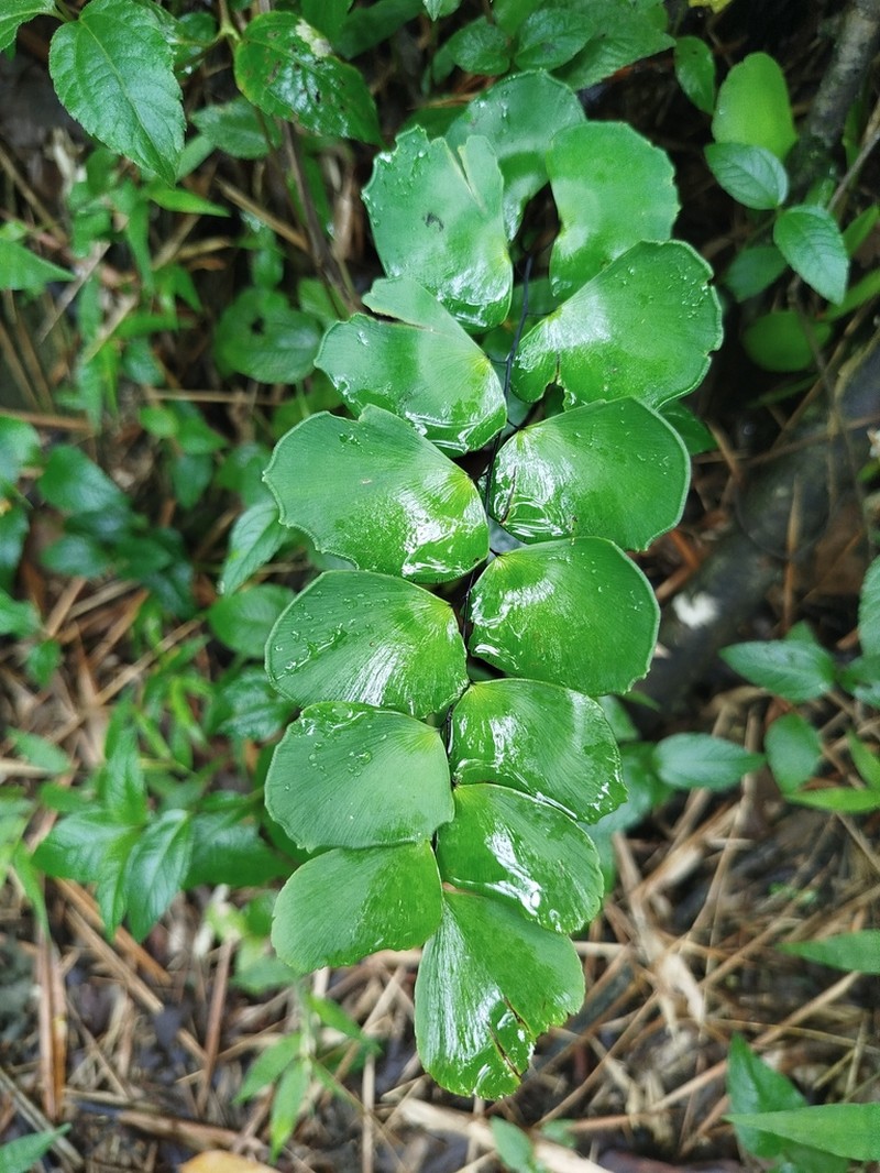Adiantum grossum photo 3