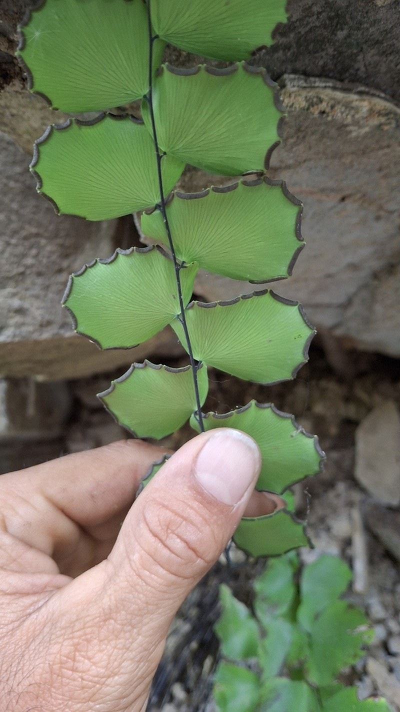 Adiantum grossum photo 4