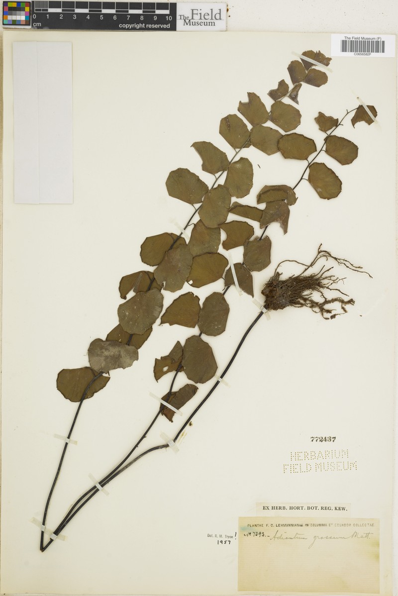 Adiantum grossum photo 6
