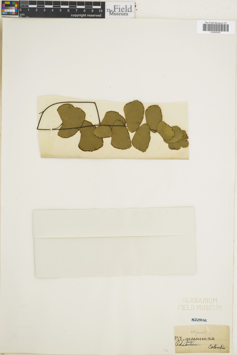 Adiantum grossum photo 7