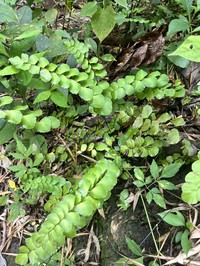 Adiantum grossum