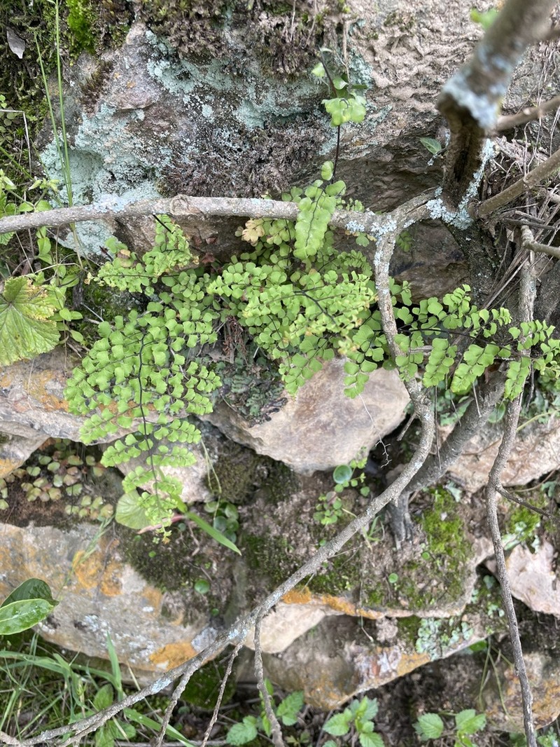 Adiantum henslovianum photo 2