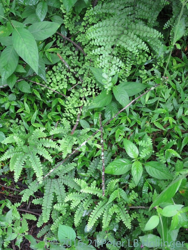 Adiantum henslovianum photo 4