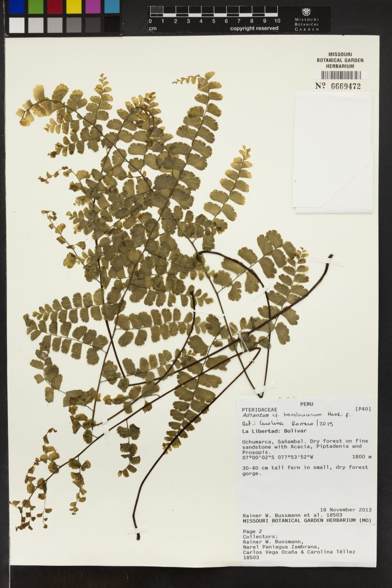 Adiantum henslovianum photo 5