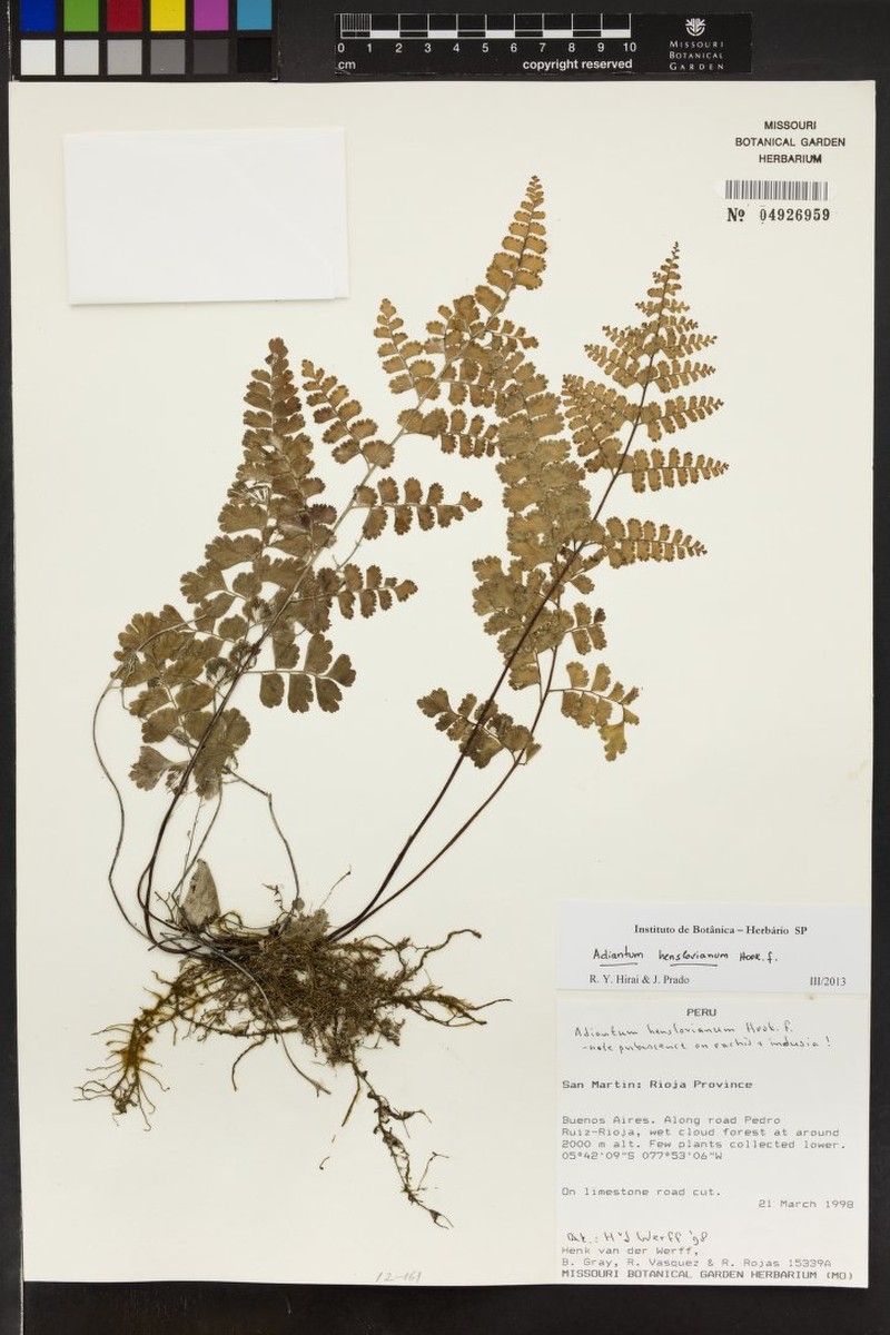 Adiantum henslovianum photo 6