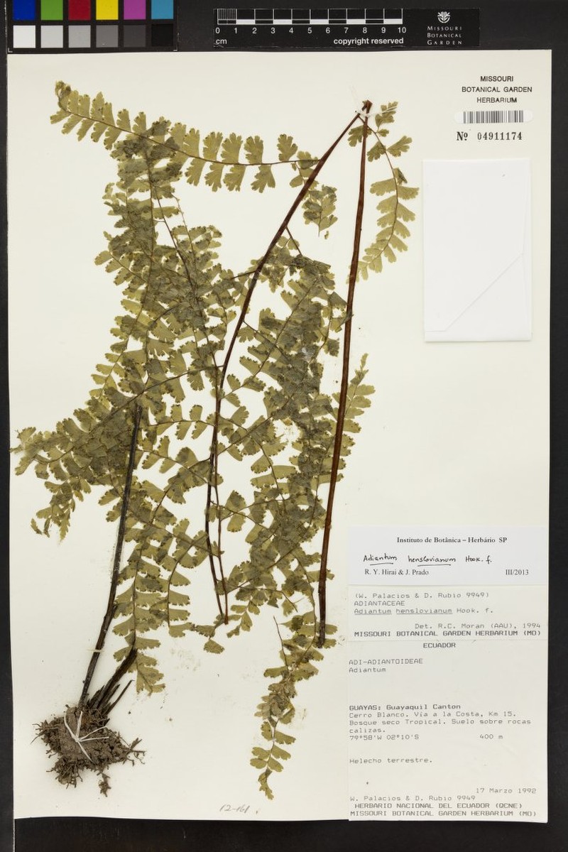 Adiantum henslovianum photo 7