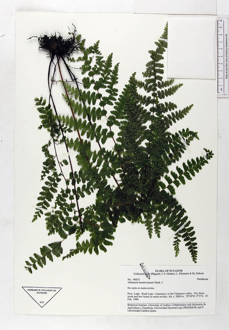 Adiantum henslovianum photo 8