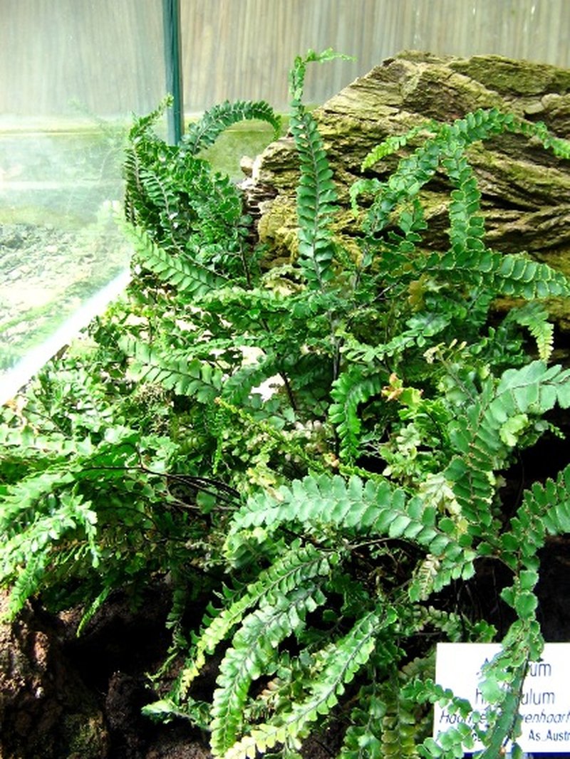Adiantum hirsutum