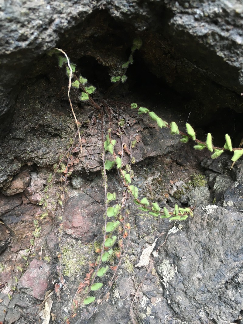 Adiantum hirsutum photo 2