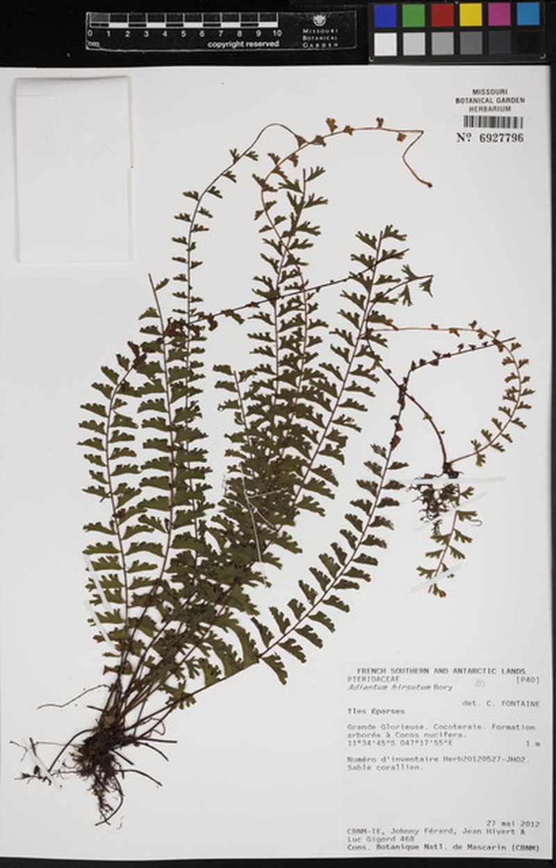 Adiantum hirsutum photo 3