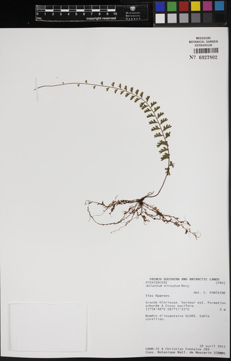 Adiantum hirsutum photo 4