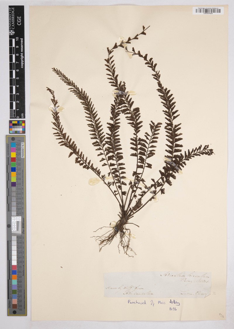 Adiantum hirsutum photo 6