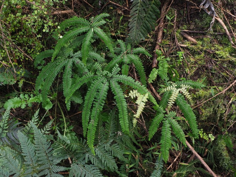 Rough Maidenhair photo 3