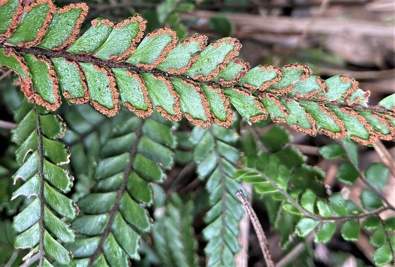 Rough Maidenhair photo 4