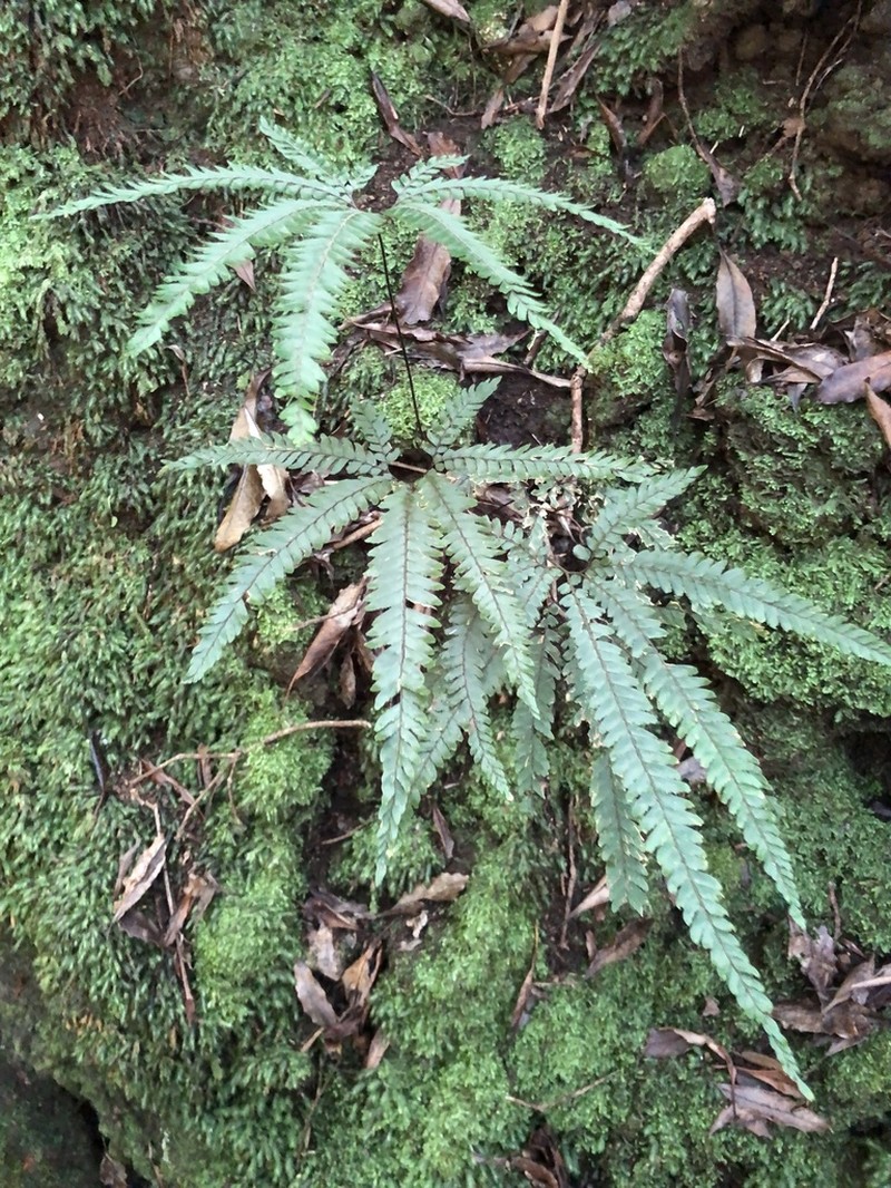 Rough Maidenhair photo 5