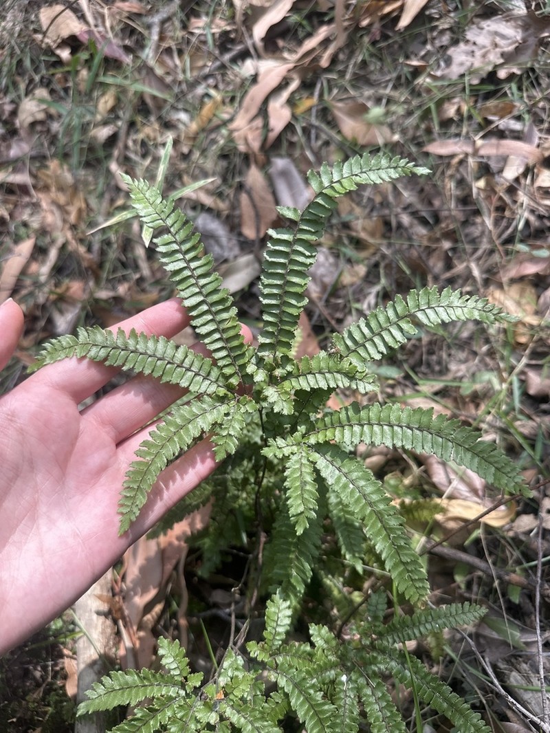 Rough Maidenhair photo 6