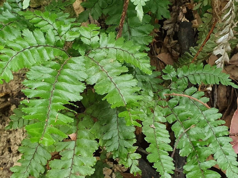 Rough Maidenhair photo 7