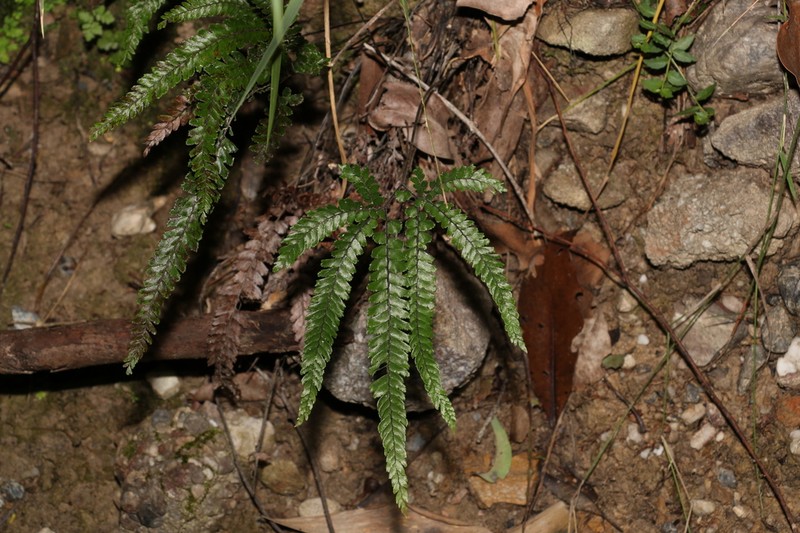 Rough Maidenhair photo 8