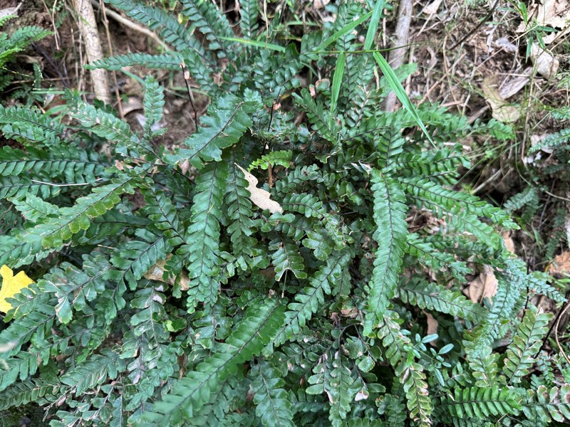 Adiantum hispidulum var. hispidulum