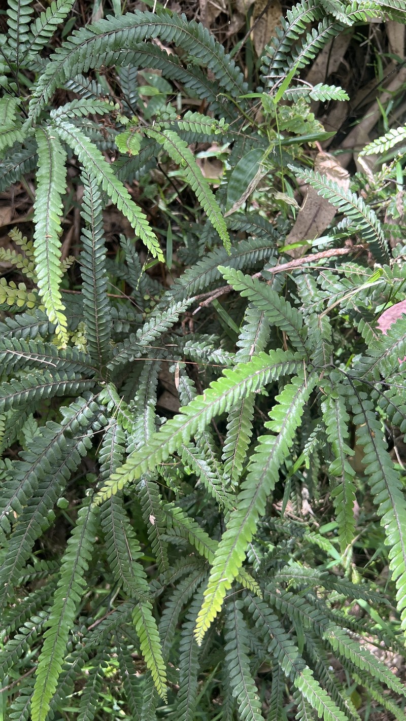 Adiantum hispidulum var. hispidulum photo 2