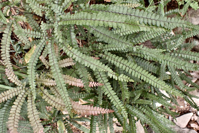 Adiantum hispidulum var. hispidulum photo 3