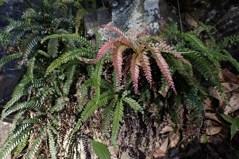 Adiantum hispidulum var. hispidulum photo 4
