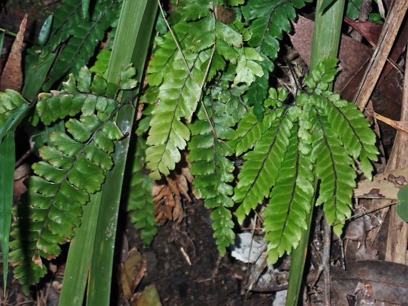 Adiantum hispidulum var. hypoglaucum