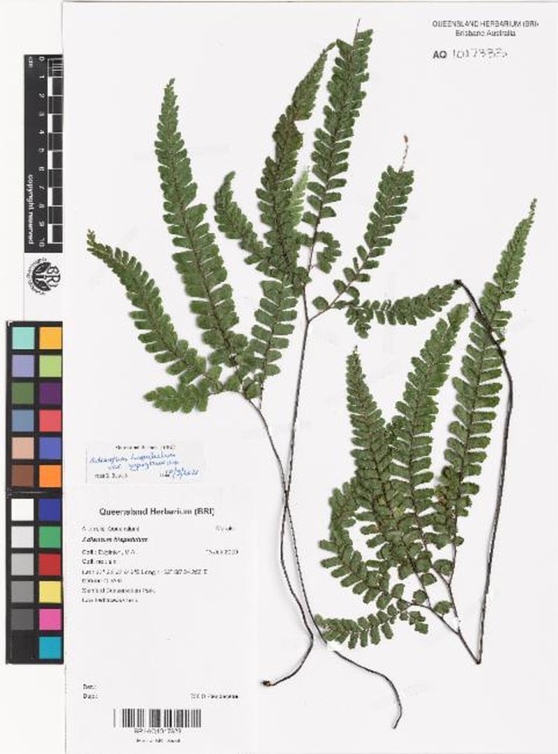 Adiantum hispidulum var. hypoglaucum photo 2
