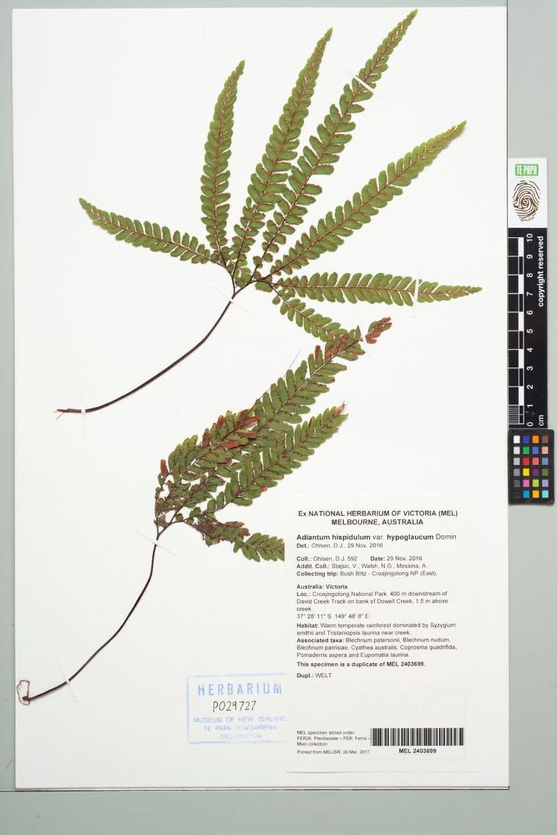 Adiantum hispidulum var. hypoglaucum photo 3