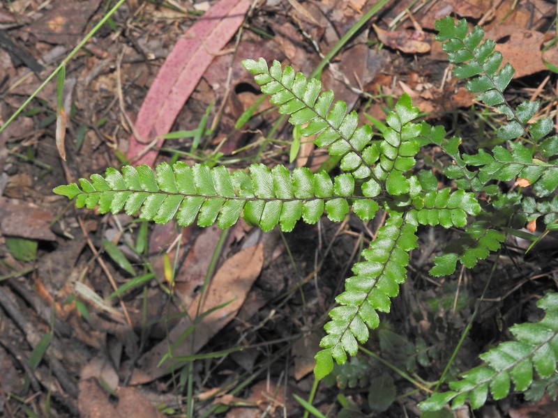 Adiantum hispidulum var. minus