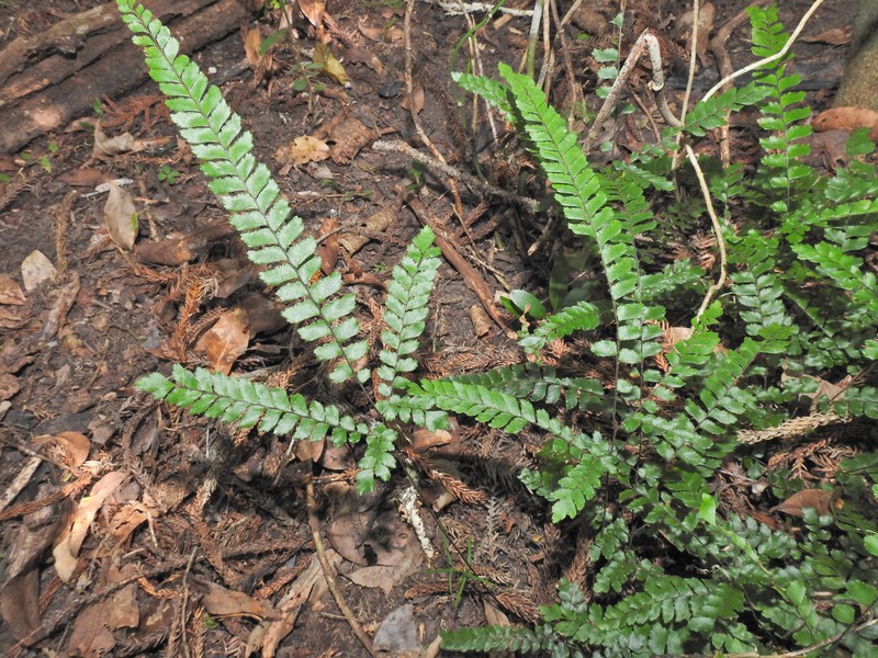 Adiantum hispidulum var. minus photo 2