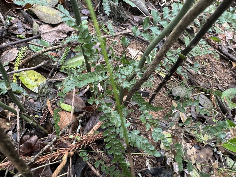 Adiantum hispidulum var. minus photo 3