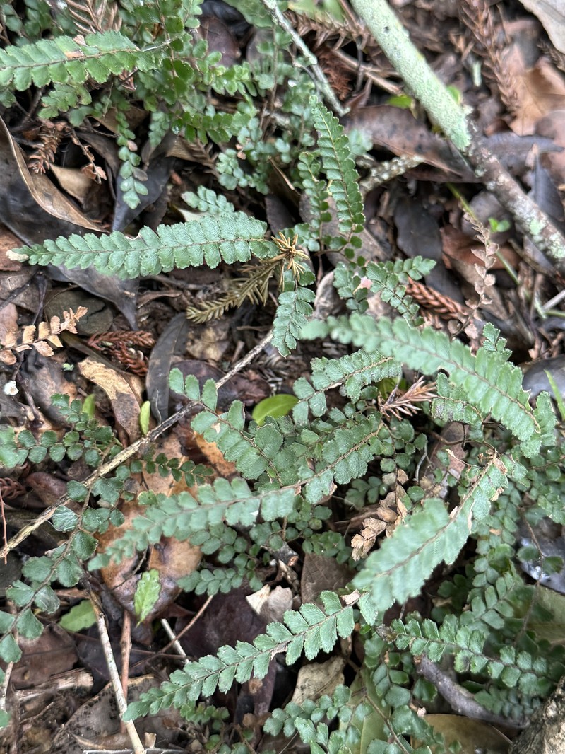 Adiantum hispidulum var. minus photo 4