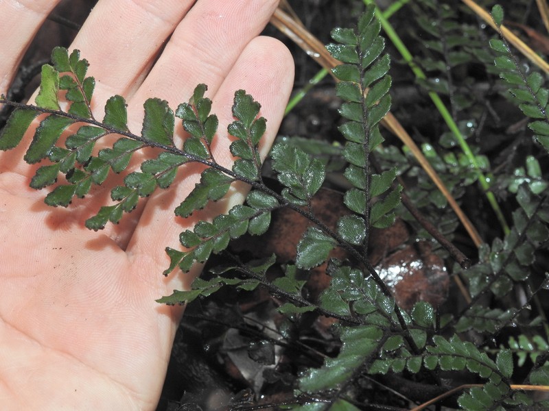 Adiantum hispidulum var. whitei photo 2