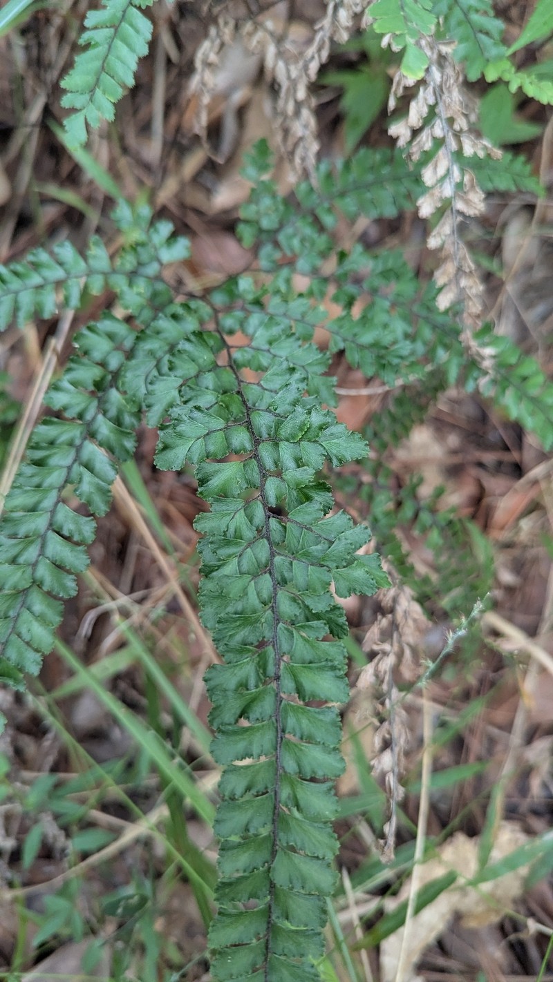 Adiantum hispidulum var. whitei photo 3