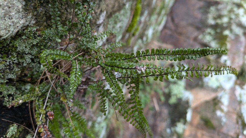 Adiantum hispidulum var. whitei photo 4