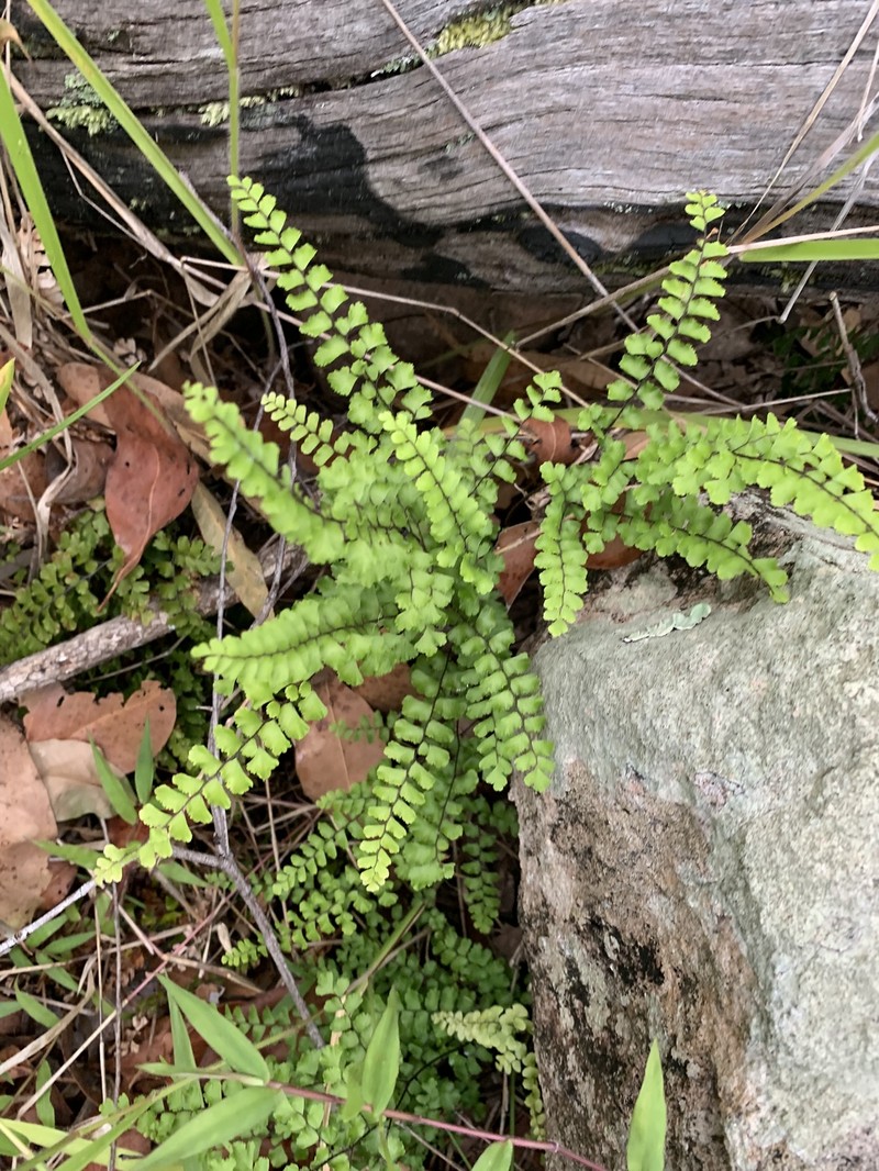 Adiantum hispidulum var. whitei