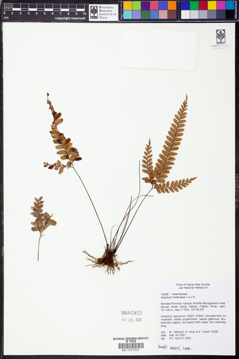 Adiantum hollandiae