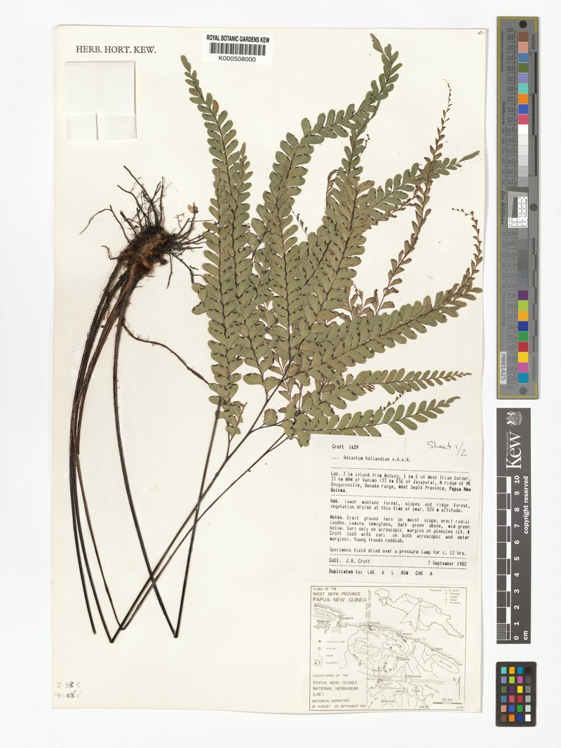 Adiantum hollandiae photo 2