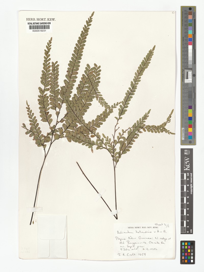Adiantum hollandiae photo 3