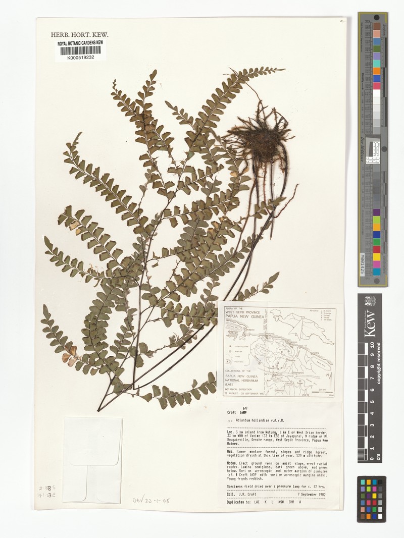 Adiantum hollandiae photo 4