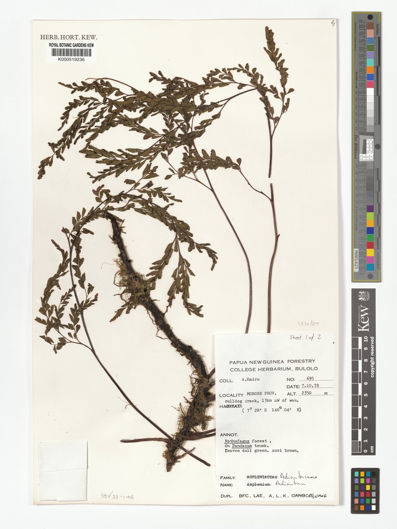 Adiantum hollandiae photo 5