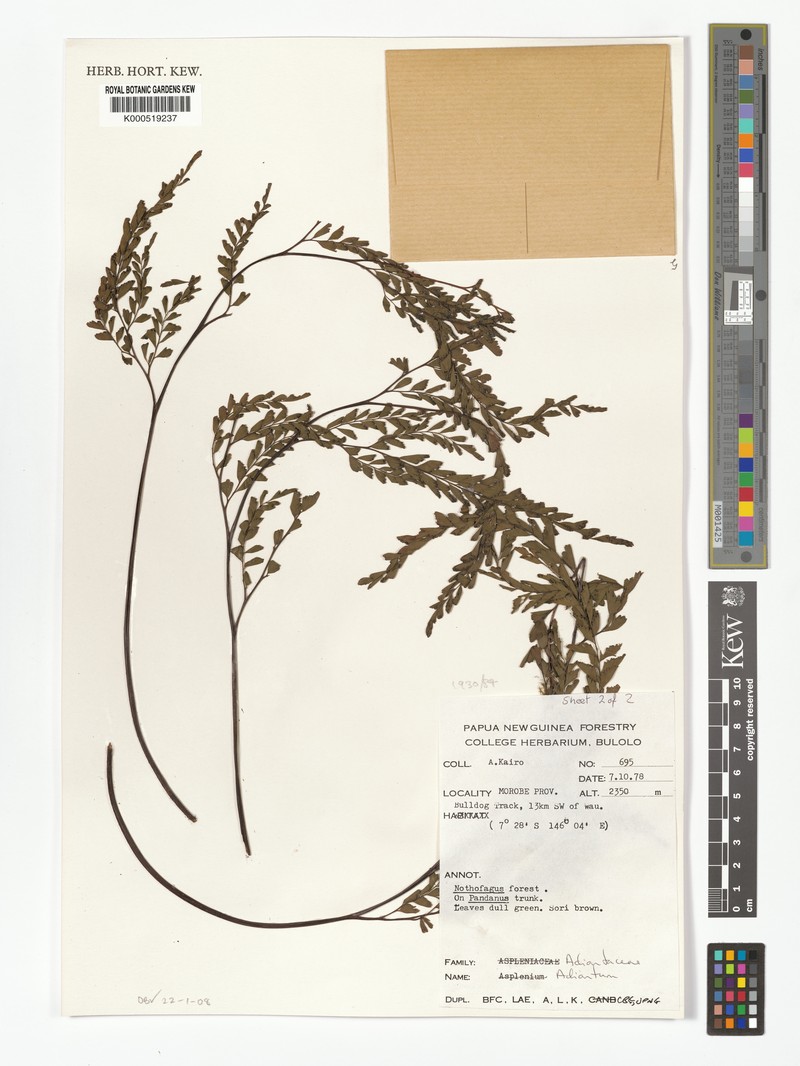 Adiantum hollandiae photo 6
