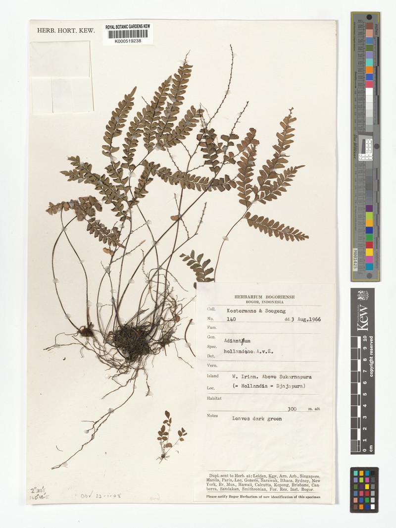 Adiantum hollandiae photo 7