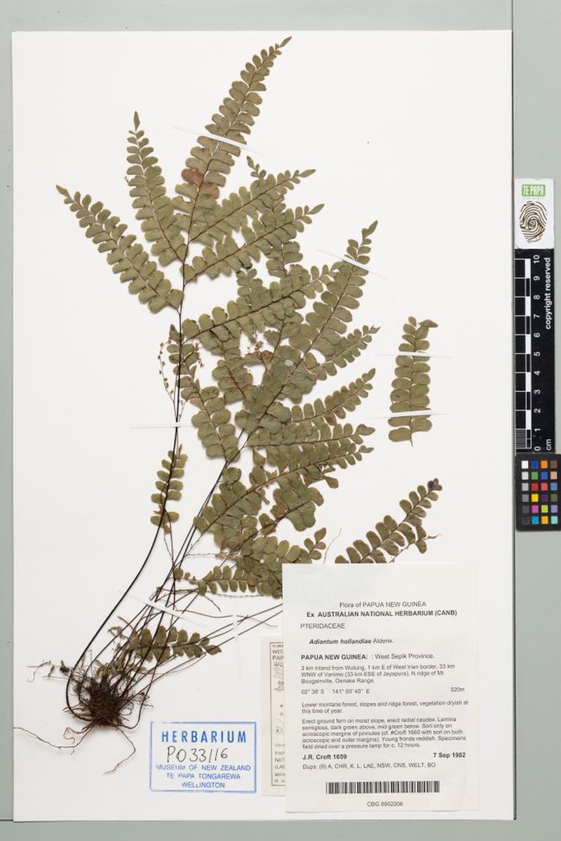 Adiantum hollandiae photo 8