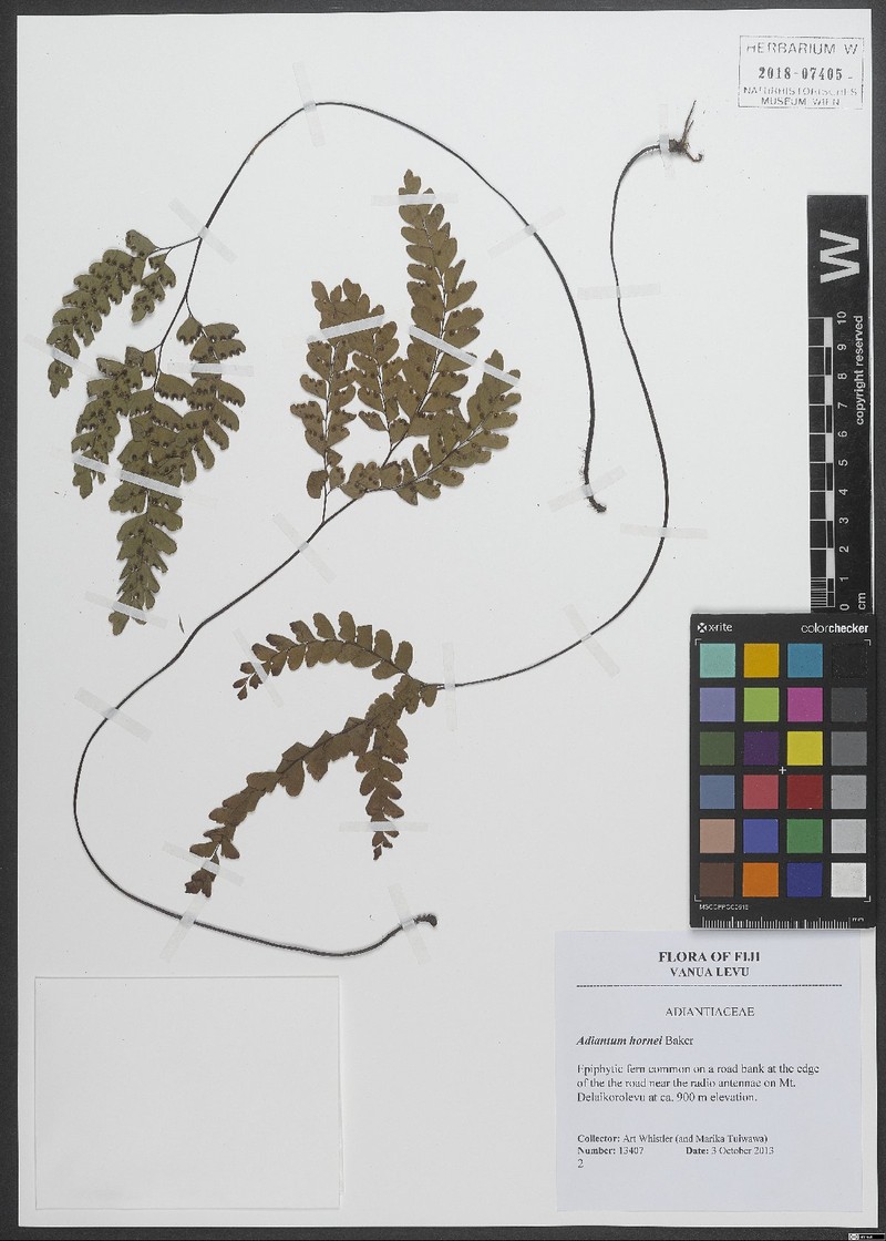 Adiantum hornei