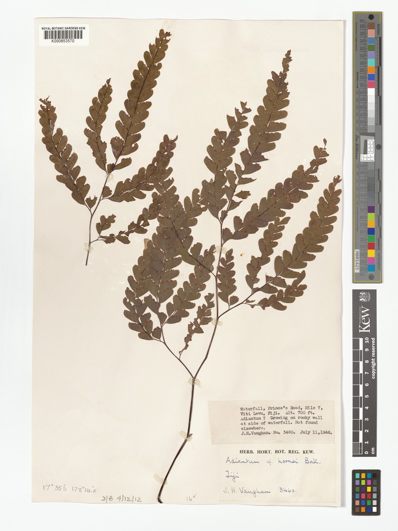 Adiantum hornei photo 2