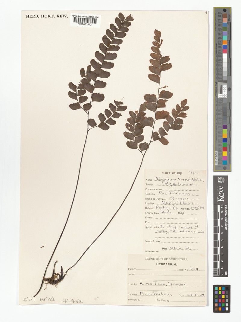Adiantum hornei photo 3